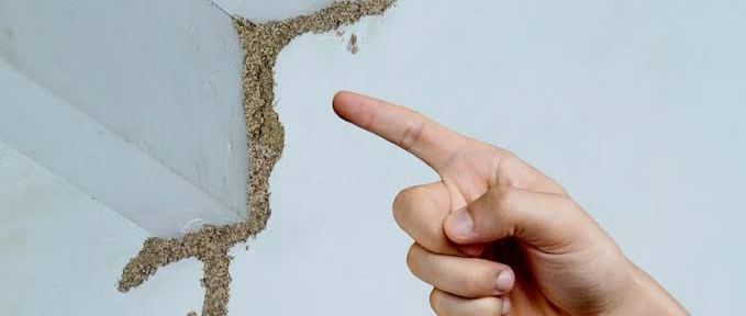 6 Early Warning Signs of Termites to Look for in Your Home